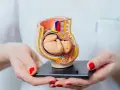 Model płodu w macicy, pokazujący, kiedy dziecko kopie. Dłonie z czerwonymi paznokciami trzymają anatomiczny model.