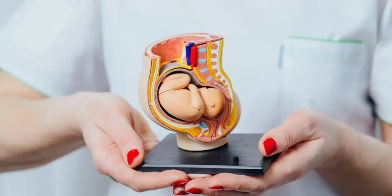 Model płodu w macicy, pokazujący, kiedy dziecko kopie. Dłonie z czerwonymi paznokciami trzymają anatomiczny model.