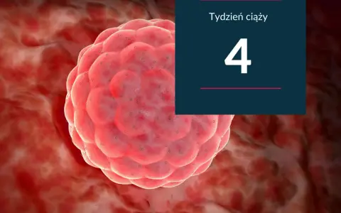 Zdumiewający widok zarodka w 4 tygodniu ciąży, maleńkiego cudu rozwijającego się w ciele matki.