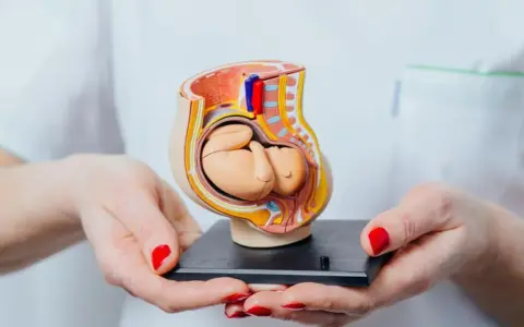 Model płodu w macicy, pokazujący, kiedy dziecko kopie. Dłonie z czerwonymi paznokciami trzymają anatomiczny model.