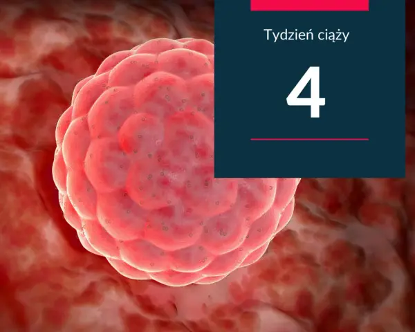 Zdumiewający widok zarodka w 4 tygodniu ciąży, maleńkiego cudu rozwijającego się w ciele matki.