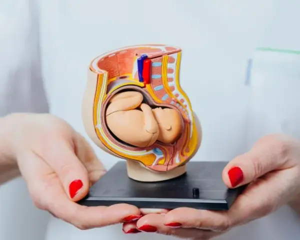 Model płodu w macicy, pokazujący, kiedy dziecko kopie. Dłonie z czerwonymi paznokciami trzymają anatomiczny model.