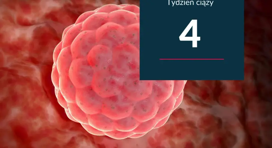 Zdumiewający widok zarodka w 4 tygodniu ciąży, maleńkiego cudu rozwijającego się w ciele matki.