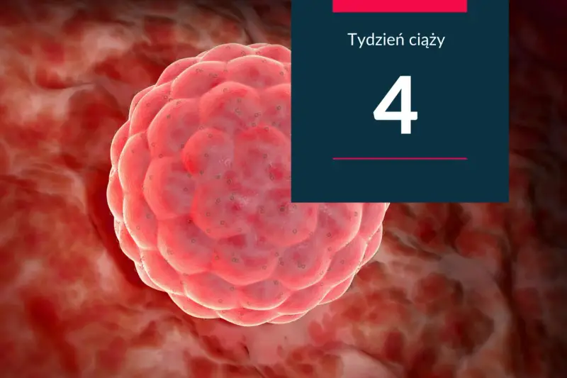 Zdumiewający widok zarodka w 4 tygodniu ciąży, maleńkiego cudu rozwijającego się w ciele matki.